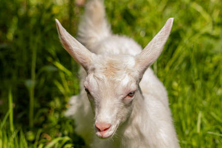 Baby white domestic goat, close up
