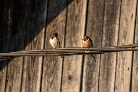 Two Barn swallow standing on electric cableの写真素材