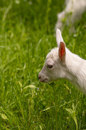 Small white domestic goat grazing, close upの写真素材