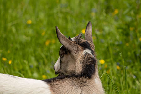 Brown and white domestic goat