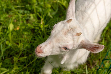 Baby white domestic goat, close upの写真素材