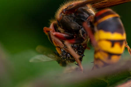 European hornet on leaf feedingの写真素材