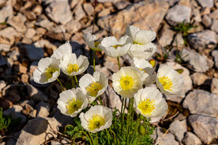 A bunch of White Papaver alpinum flowers