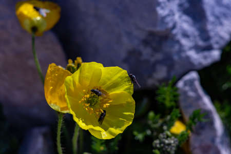 Orange Papaver alpinum flowers in the mountains
