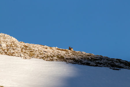 Singel chamois on a mountain, winter timeの写真素材
