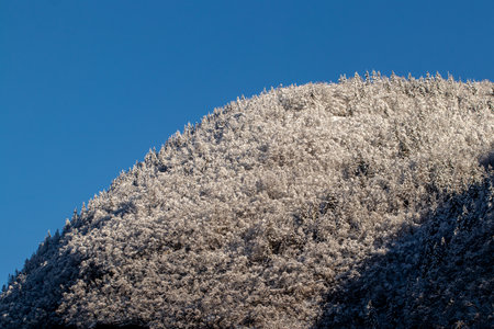 Forest covered in new fallen snowの写真素材