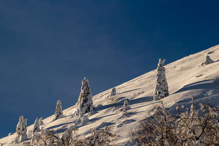 Spruce trees in the mountainsの写真素材