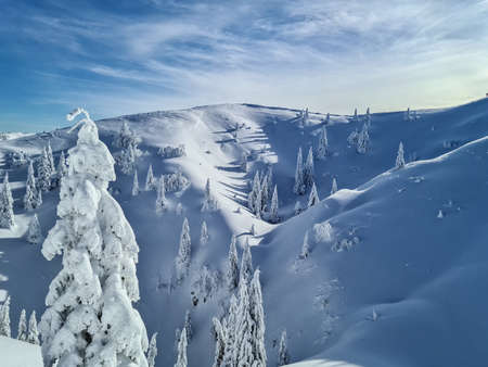 Trees covered with snow in the mountains