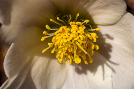 Hellebores plant, macro shootの写真素材
