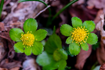 Hacquetia epipactis plant growing in forest