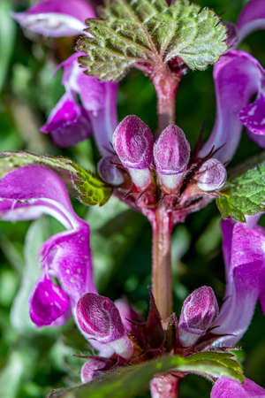 Red dead-nettle in the forest, close upの写真素材