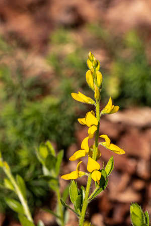 Genista tinctoria growing in the forestの写真素材