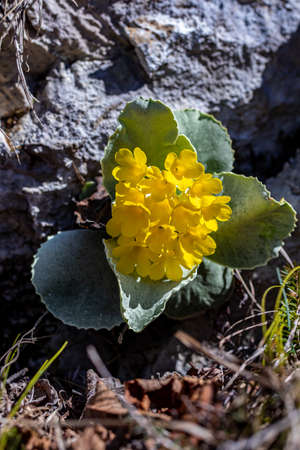 Primula auricula flowers in the forestの写真素材