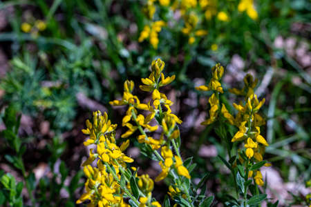Genista tinctoria growing in the forestの写真素材