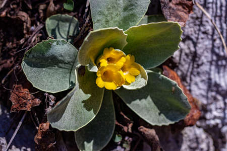 Primula auricula flowers in springの写真素材