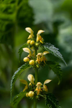 Lamium galeobdolon flower growing in forest, macro