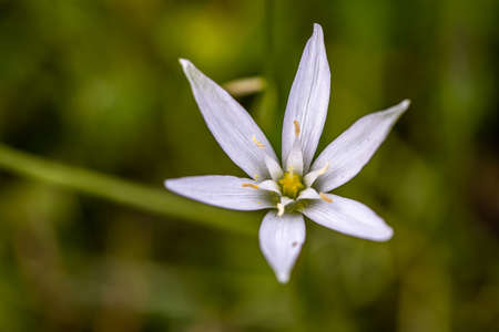 Ornithogalum flower in the garden, close upの写真素材
