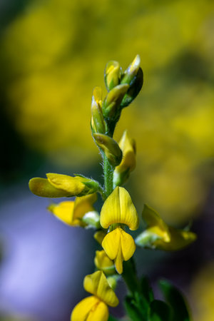 Genista tinctoria bush growing in the forestの写真素材