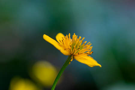 Caltha palustris flower in forest, macroの写真素材
