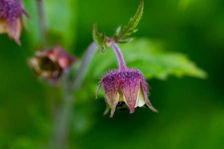 Geum rivale flower growing in forest, macroの写真素材