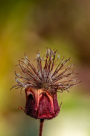 Geum rivale flower in forest, macroの写真素材