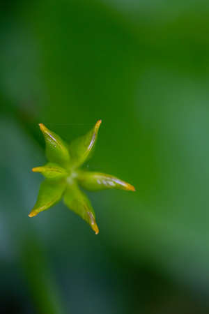 Caltha palustris flower growing in forest, close upの写真素材