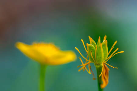 Caltha palustris flower growing in forestの写真素材