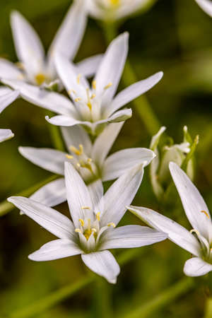 Ornithogalum flower in the garden, macro