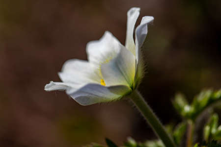 Pulsatilla alpina plant in mountains, close upの写真素材