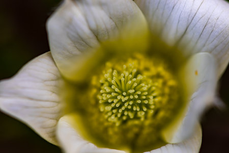 Pulsatilla alpina plant in mountains