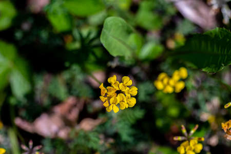 Lotus corniculatus flower in the field