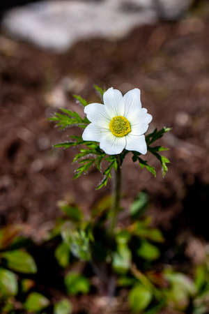 Pulsatilla alpina plant in mountains, close up