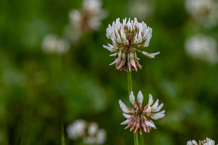 Trifolium repens flower in meadow, close up