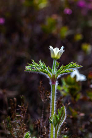 Pulsatilla alpina plant in mountains, close upの写真素材