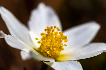 Pulsatilla alpina plant in mountains, close up shoot