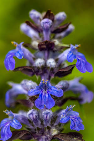 Ajuga reptans flower growing in the field