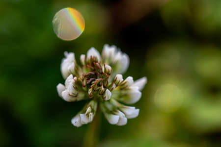Trifolium repens flower growing in field, macro
