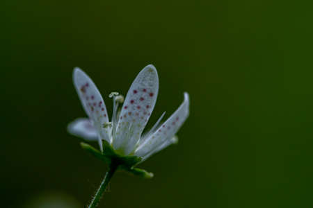 Saxifraga bronchialis flower growing in forest, macro