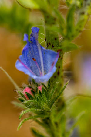 Echium vulgare flower growing in field, macroの写真素材