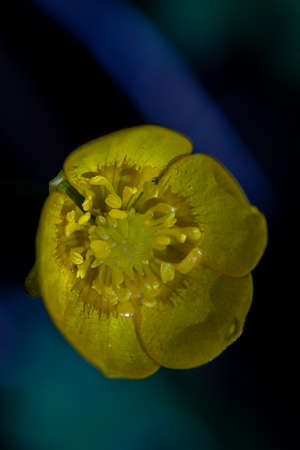 Ranunculaceae flower in woodlands