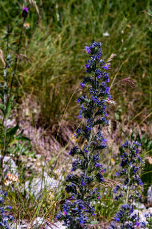 Echium vulgare flower in field, close up