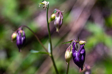 Aquilegia nigricans flower growing in field, close upの写真素材