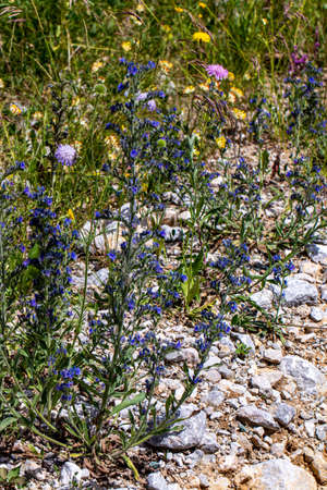 Echium vulgare flower in field
