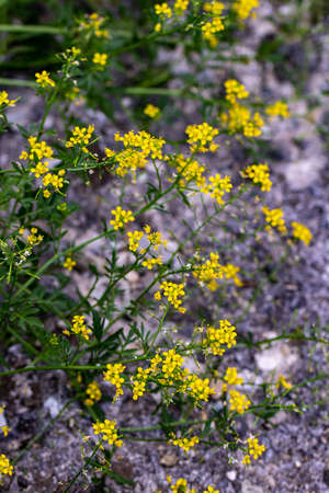 Rorippa amphibia flower growing in field, close up shootの写真素材