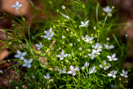 Moehringia flower in woodlandの写真素材