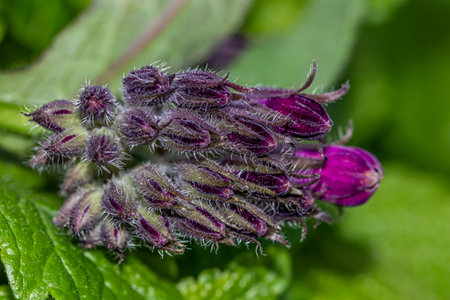 Symphytum officinale flower in fieldの写真素材