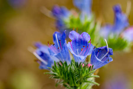 Echium vulgare flower growing in field, close up shootの写真素材