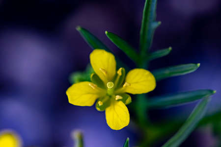 Rorippa amphibia flower in field, macroの写真素材
