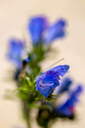 Echium vulgare flower in field, close up shootの写真素材