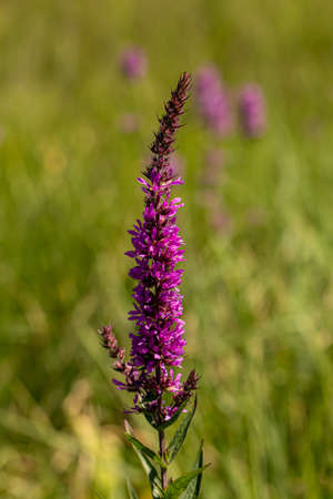 Lythrum salicaria flower in field, close up shoot